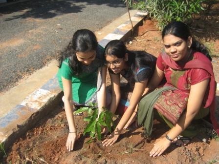 Tree Plantation Plating Tree NSS
